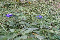 Clitoria ternatea